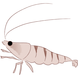 ミナミヌマエビ