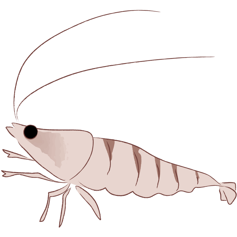 ミナミヌマエビ