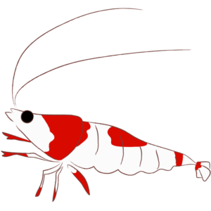 レッドビーシュリンプ
