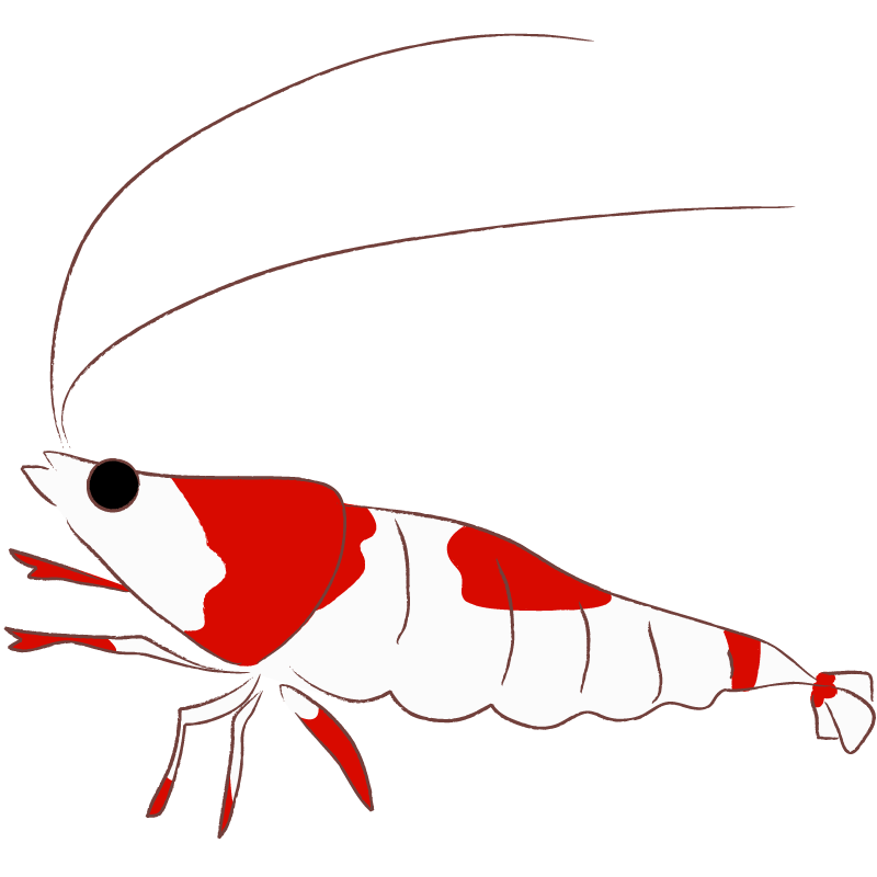 レッドビーシュリンプ