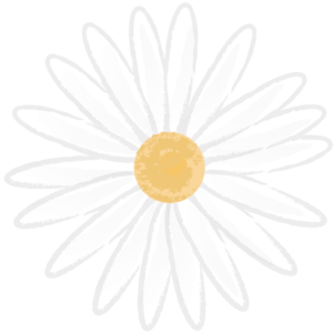 白いマーガレット