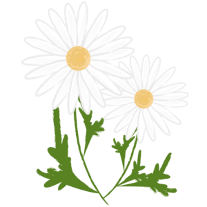 マーガレット（茎・葉付き）