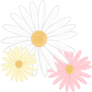 カラフルなマーガレット