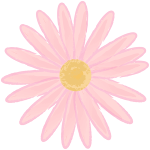 ピンクのマーガレット