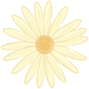 黄色いマーガレット