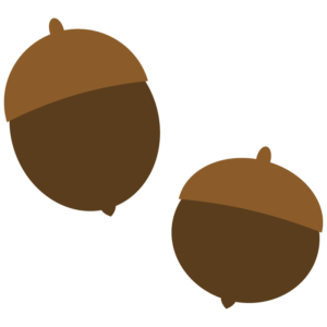 どんぐり
