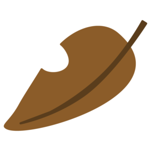 茶色い落ち葉（枯れ葉）