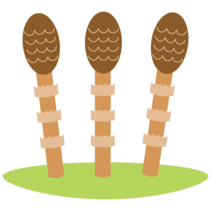 つくし（土筆）