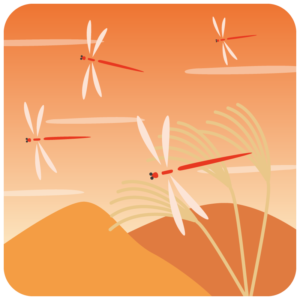 赤とんぼが飛ぶ秋の夕焼け風景