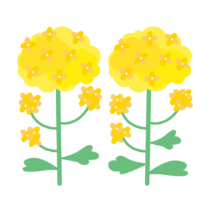 菜の花