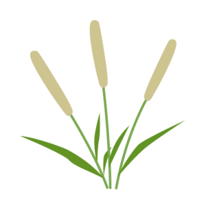 オオアワガエリ