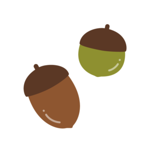 どんぐり